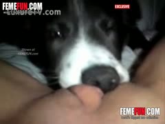 During sultry point-of-view play, the dog licked the amateur milf.